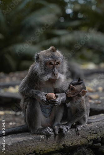 Monkeys in Ubud, Bali, Indonesia (Moody Dark Green)