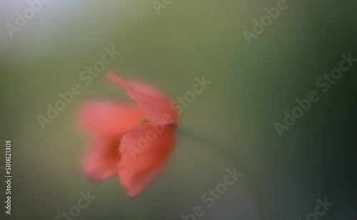 flower of a tulip