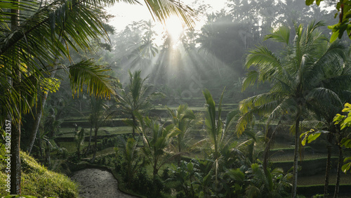 Fototapeta Naklejka Na Ścianę i Meble -  Tegalalang Rice Terrace Sunrise in Bali, Indonesia