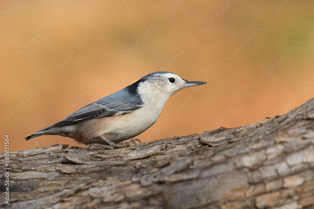 Naklejka premium nuthatch