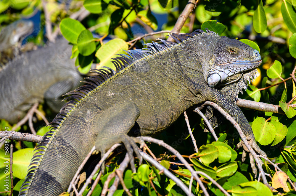Green iguanas in a bush on the Caribbean island of St. Martin Green iguanas in a bush on the Caribbean island of St. Martin