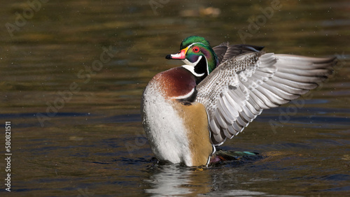 wood duck