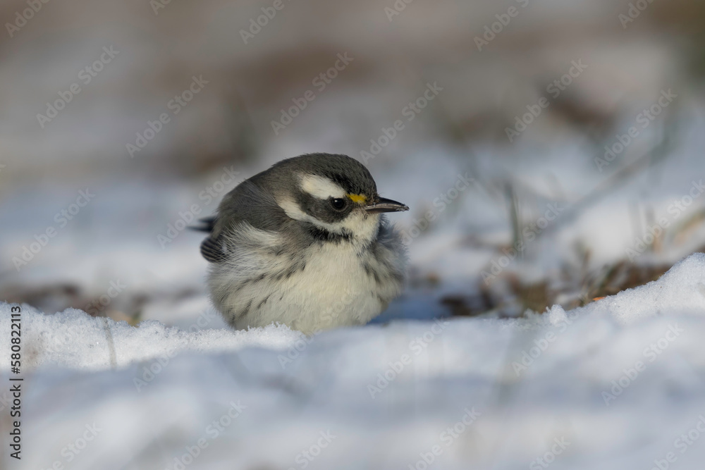 Obraz premium small bird