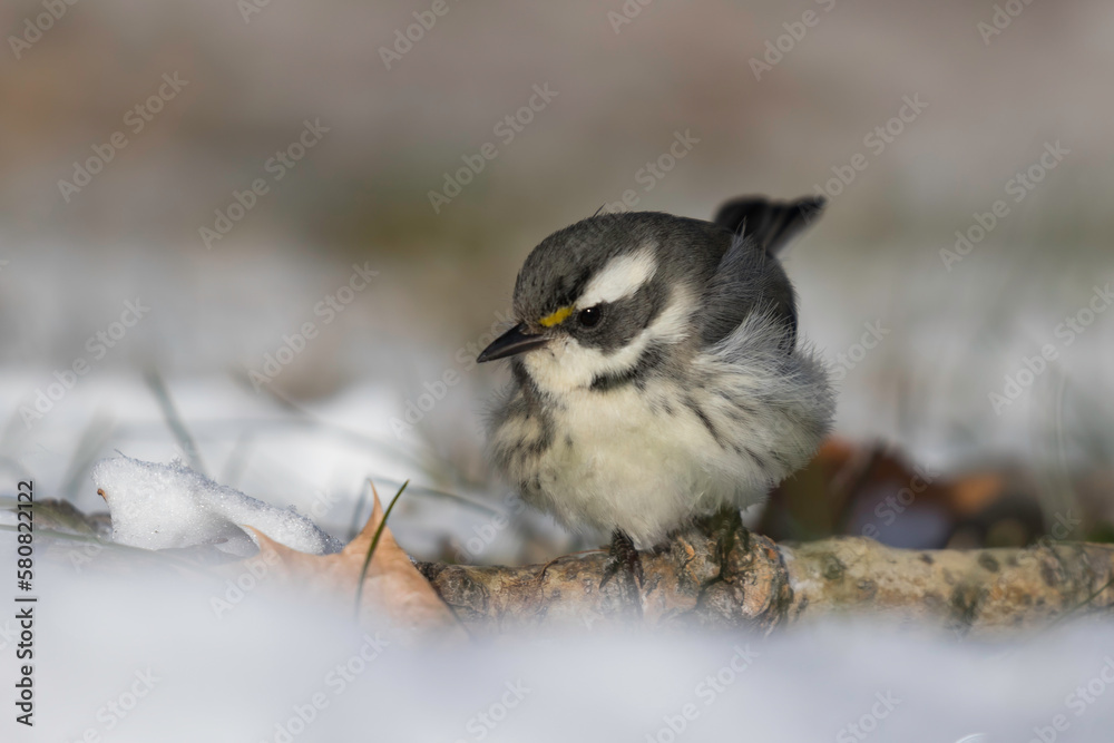 Fototapeta premium small bird