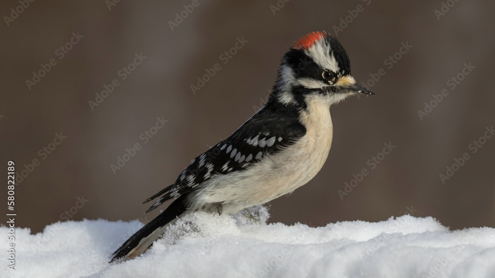 Obraz premium woodpecker on branch