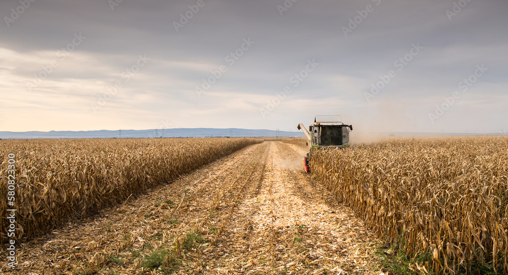 Fototapeta premium Combine harvester in evening action
