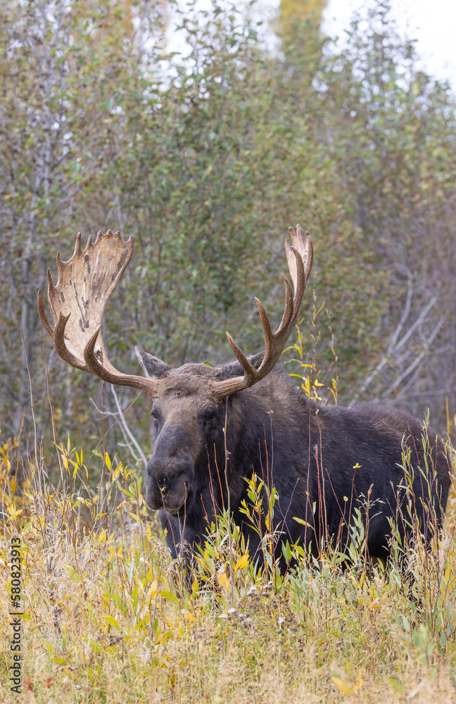 Bull Shiras Moose in Autumn in Wyoming Bull Shiras Moose in Autumn in Wyoming