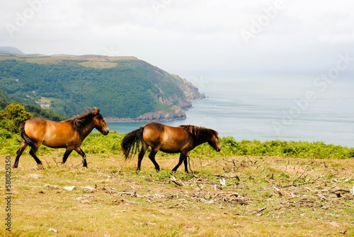 Wild Ponies on the coastal farmlands overlooking the Bristol Channel