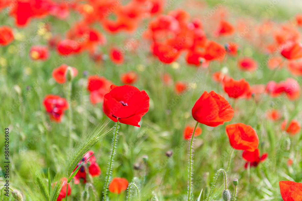 Poppies Field. Shallow Depth Of Field. Poppies Field. Shallow Depth Of Field.