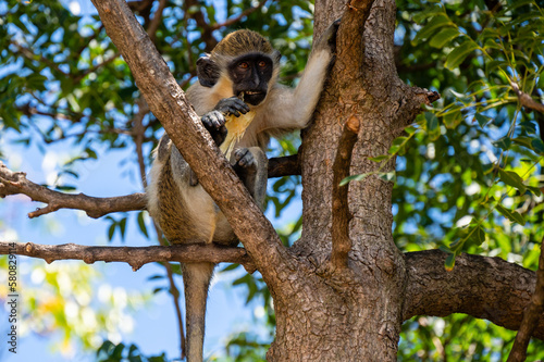 St Kitts - Nevis Green Vervet Caribbean Monkey