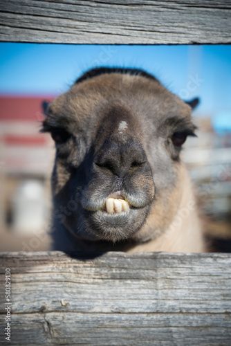 llama portrait in vivid color
