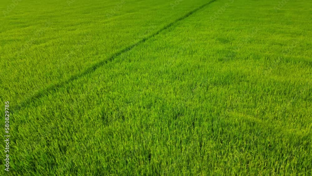 Aerial view, Vietnam rice fields in harvesting season and sunset,drone video Vietnam rice fields.Golden green rice fields with sun flare,combine harvesting ripe rice fields agricultural field farmland Aerial view, Vietnam rice fields in harvesting season and sunset,drone video Vietnam rice fields.Golden green rice fields with sun flare,combine harvesting ripe rice fields agricultural field farmland