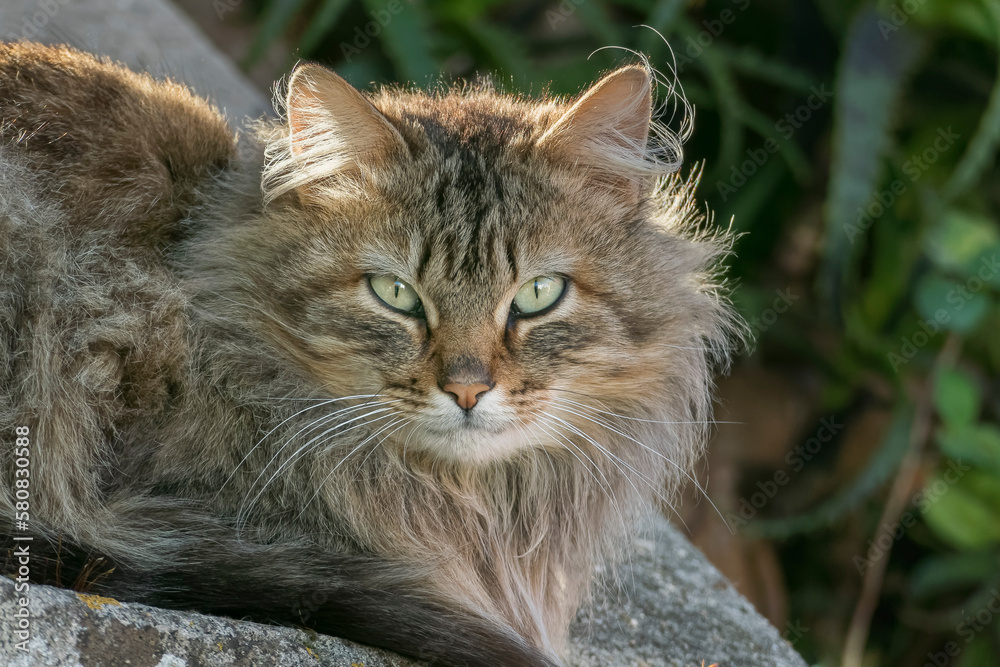 cat close up lying down looking outdoor cat close up lying down looking outdoor