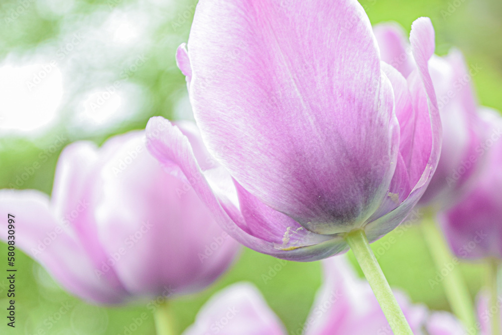 Fototapeta premium The back view of Beautiful Pink Tulip, Close up