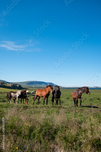 Iceland Horses © nomadlaura