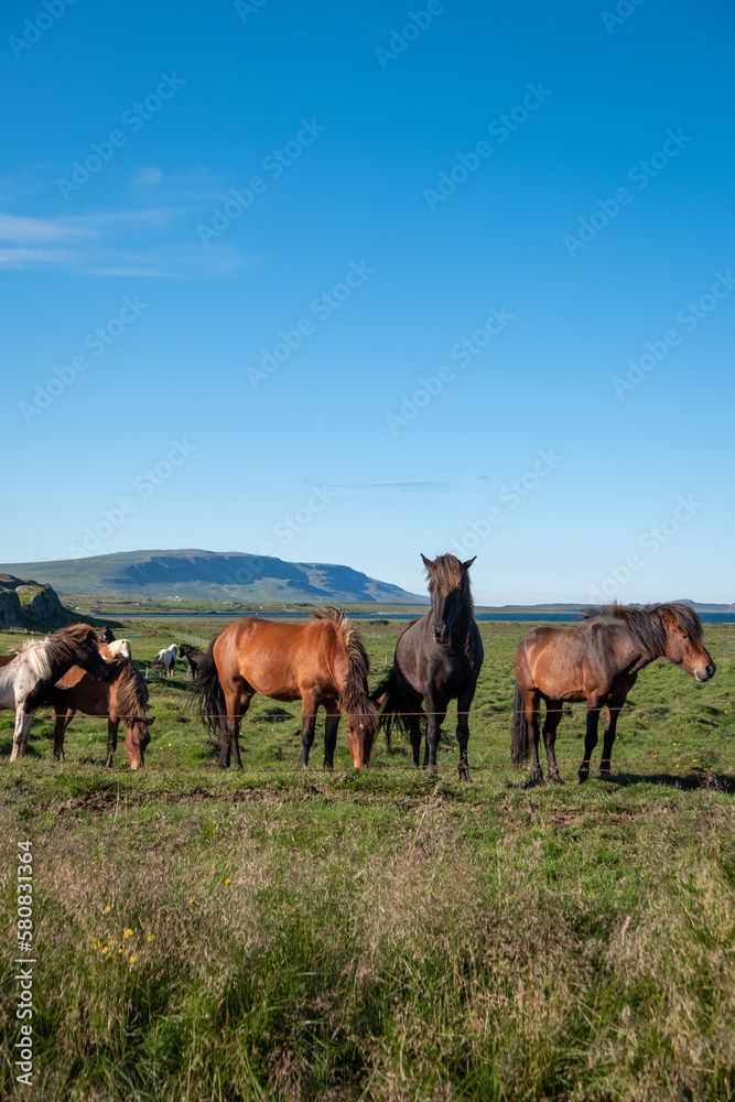 Iceland Horses