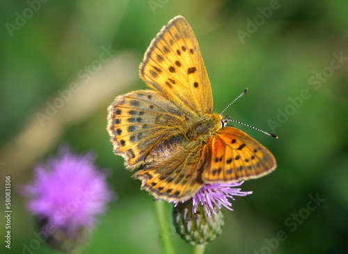 Lycaena virgaureae bright orange butterfly on flowers © Dmitry