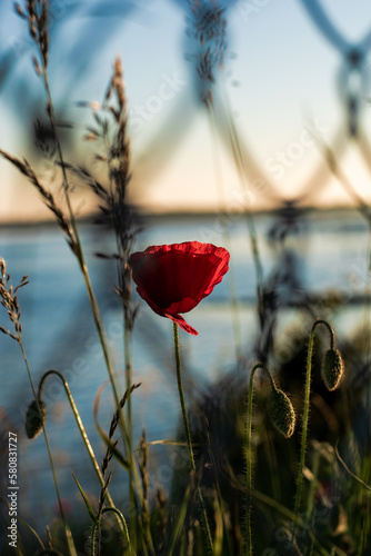 Red poppy through a fence with the sea as background photo