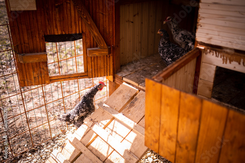 hun in the exterior cage with a bird house