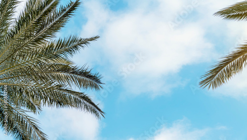 cloudy sky landscape and palm branches