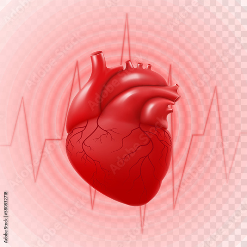 Human Heart And Heart Beat. 3d realistic vector isolated human heart, circle pulsation, heart attack, anatomically correct heart with venous system. Concept of cardiology or healthcare technology