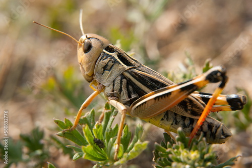 Grasshopper Macro © Dmitry
