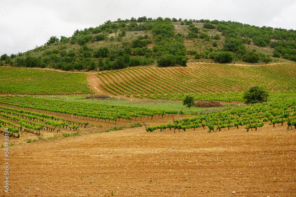 Vineyard 3 Vineyard 3