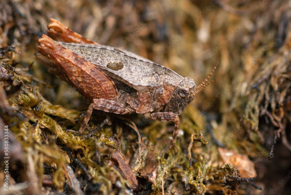 Naklejka premium unusual grasshopper in moss close-up