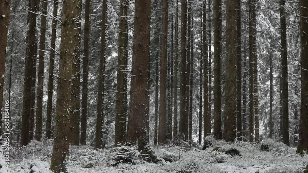 fantastic snowy winter landscape in the forest with snowfall,drone photography, fantastic snowy winter landscape in the forest with snowfall,drone photography,