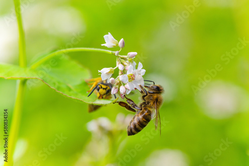 Bee, Apis mellifera carnica, collecting pollen and nectar on   buckwheat field  blossom © primoz