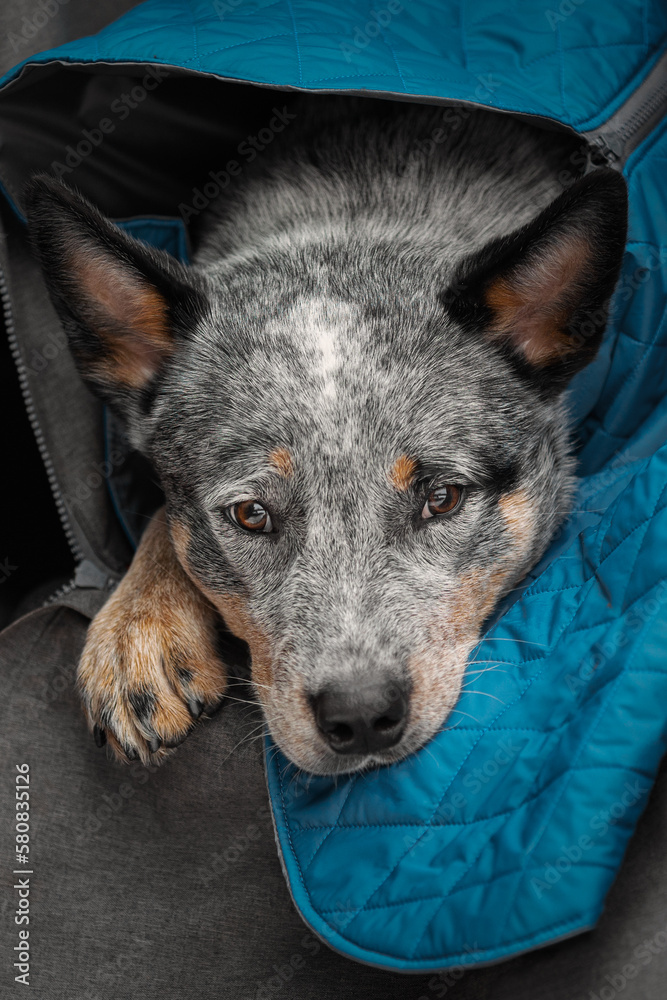 Portrait of a beautiful heeler dog in the car