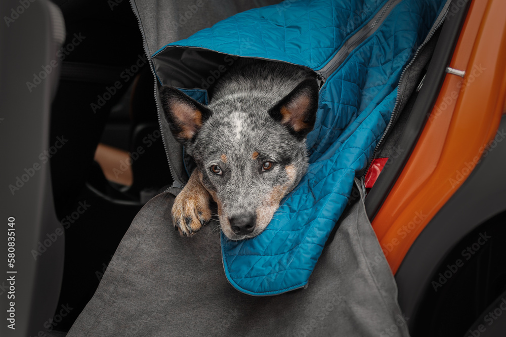 Portrait of a beautiful heeler dog in the car