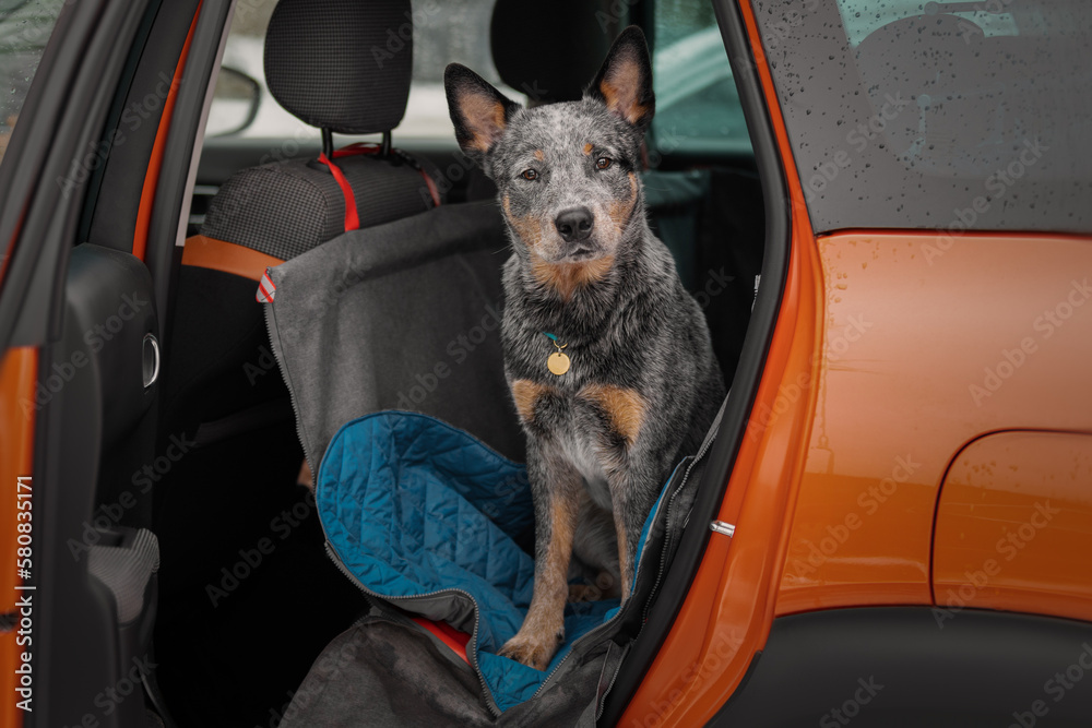 Portrait of a beautiful heeler dog in the car