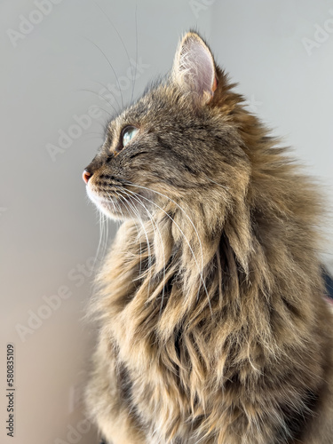 Adorable profile of a beautiful Siberian cat