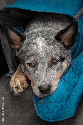 Obraz na płótnie Portrait of a beautiful heeler dog in the car w salonie
