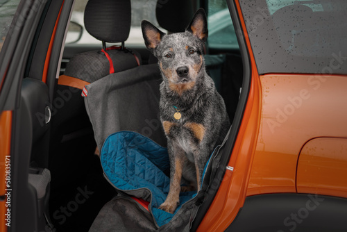 Obraz na płótnie Portrait of a beautiful heeler dog in the car w salonie