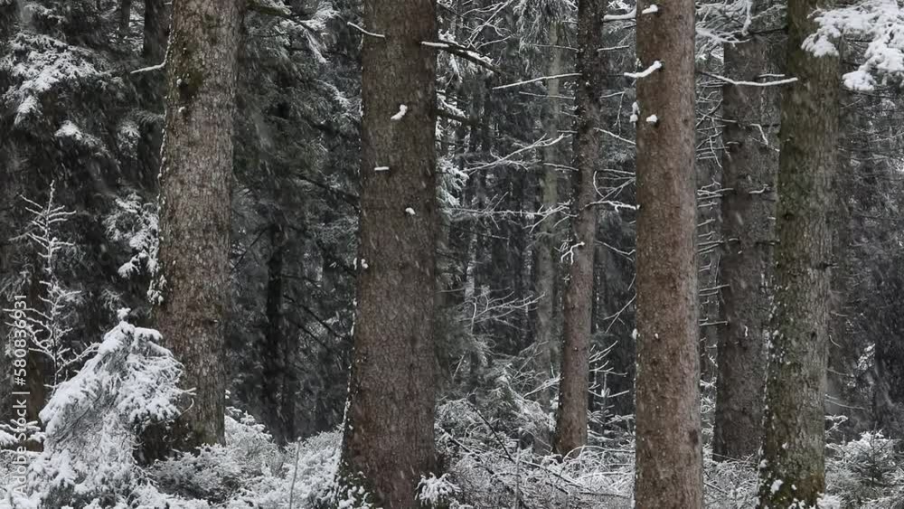 fantastic snowy winter landscape in the forest with snowfall,drone photography, fantastic snowy winter landscape in the forest with snowfall,drone photography,