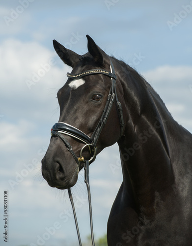 Photography westphalian horse portrait shot head shot of black horse white star on face wear