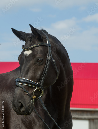 Photography westphalian horse portrait shot head shot of black horse white star on face wear