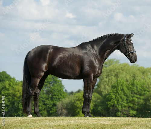westphalian horse conformation photo of large black warmblood purebred horse very fit with good form  full body on grass with blue sky and green brush in background horizontal format room for type 