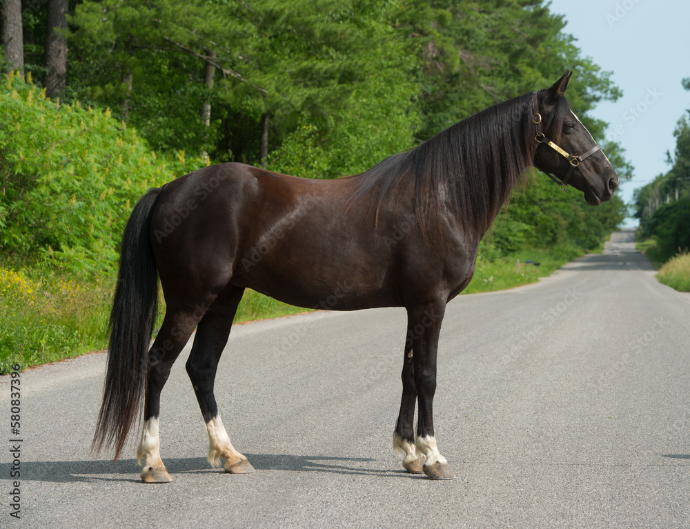 tennessee walker horse conformation shot full body image of purebred tennessee walker standing