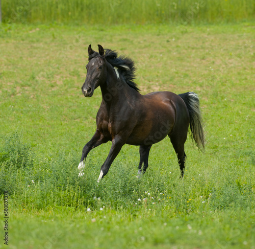 tennessee walker horse running free in field of green grass lush pasture in spring summer black purebred tennessee walker horse with white socks on legs or white points vertical format room for type