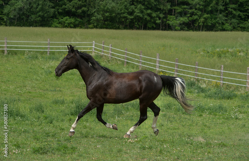 tennessee walker horse running free in field of green grass lush pasture in spring summer black purebred tennessee walker horse with white socks on legs or white points horizontal format room for type