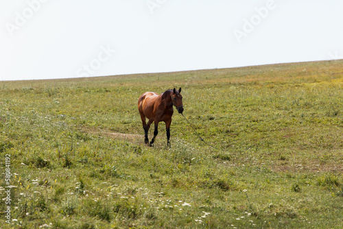 Fototapeta Naklejka Na Ścianę i Meble -  Beautiful active horse is grazed on a green meadow in the summer