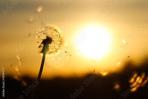 Dandelion in the rays of the setting sun. Golden colors 
