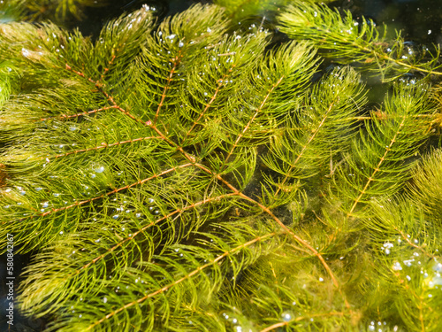 Hornwort aquatic plant on water surface