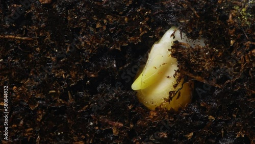 Corn seed is germinating and new green stem is appearing moving in soil filmed in timelapse. Macro footage of plant life cycle from small grain to young seedling. Rising vegetable in fertile soil
