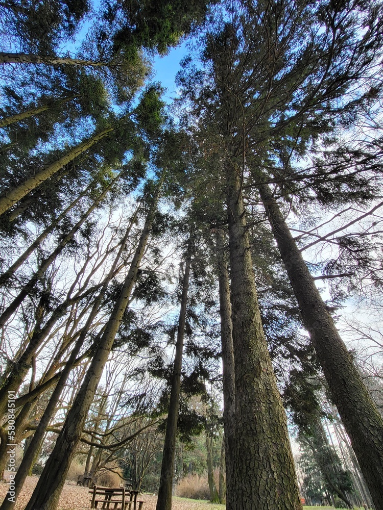 Fototapeta premium trees in the forest
