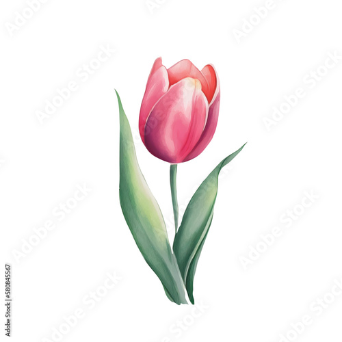 Watercolor tulip flower