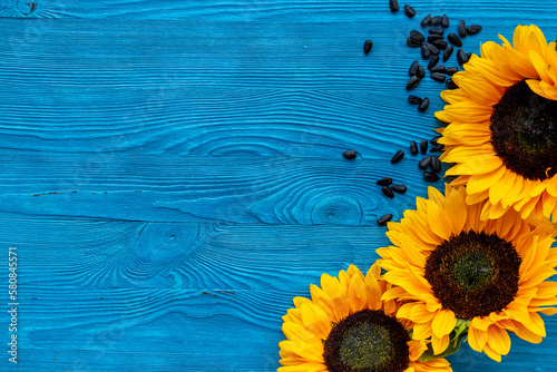 Blooming yellow sunflowers with sunflower seeds. Summer or autumn background